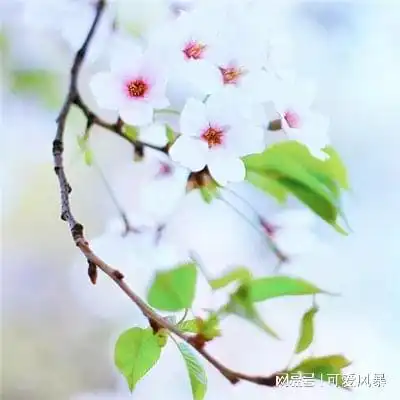 mindmanager一款思维导图软件下载
