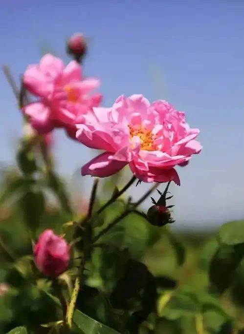 全世界最浪漫的节日发来邀请函,你有什么理由拒绝
