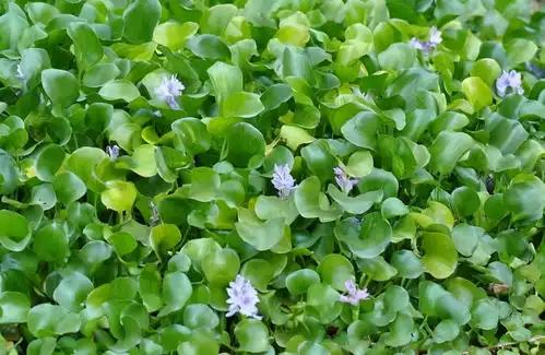 警惕入侵生物福寿螺,可能是下一个泛滥成灾的水葫芦
