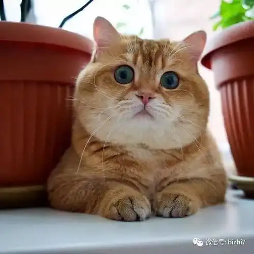 猫咪头像,大肥猫hosico
