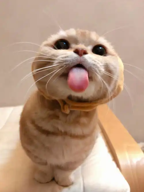 这两只猫咪真的真的好可爱啊进来治愈一下
