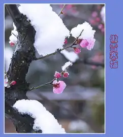 傲雪寒梅
