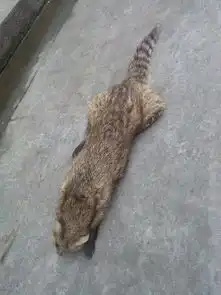 头像老鼠,耳朵不大,身体像猫是什么动物
