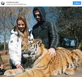 多伦多附近有这样一家野生动物园,狮子老虎可以随便摸
