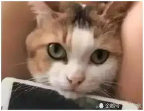 女孩追剧发现没有手机支架,于是找来猫咪帮忙,男友一看瞬间傻眼
