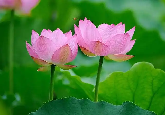 好的家庭教育,往往都来源于这三句话,记住了,好运不请自来
