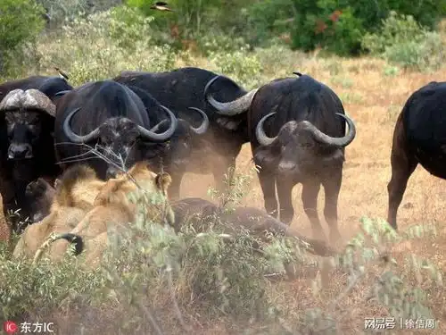满脑子丛林意识的人,哪里来的心灵自由
