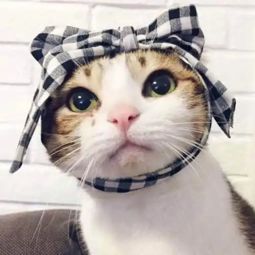 是猫癣吗猫尾巴有掉毛有些秃,加菲猫尾巴掉毛有秃块,之前有突起的硬块,我轻轻就能把毛拔掉了,
