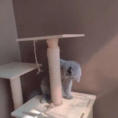 猫咪卡通动漫头像
