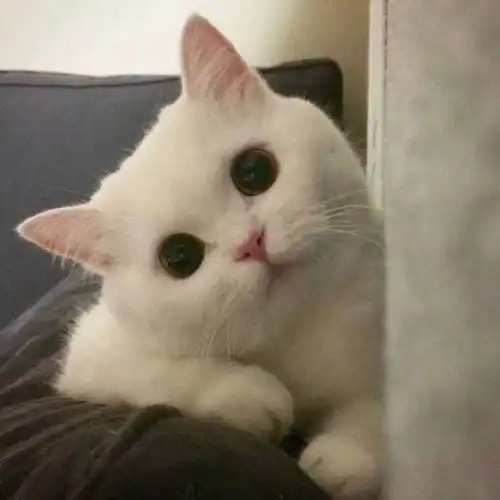 如何解决猫咪早上6点开始在床上跳来跳去,跑酷
