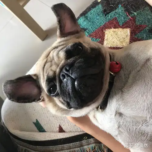 养巴哥犬的朋友可以多分享下图片吗

