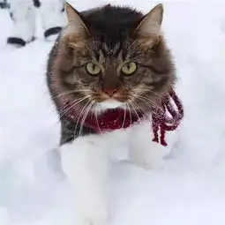 这只异国他乡的猫咪,真的非常的哈士奇
