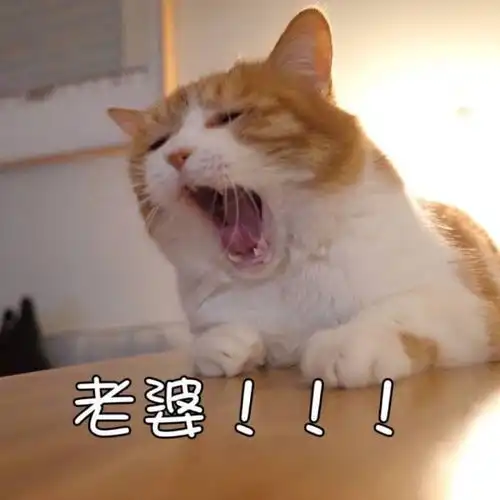 养了许久的小猫咪,突然想放回大自然,该不该弃养呢
