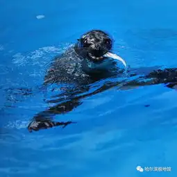 她叫贝莉出生在哈尔滨被全国多家媒体关注过原因是
