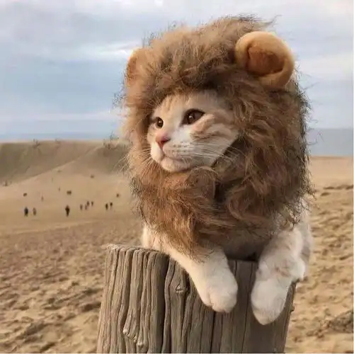 千万别看主子的买家秀,哈哈哈哈哈哈哈嗝......
