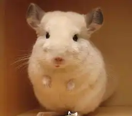 可以用龙猫洗澡的浴沙来清洗水壶吗
