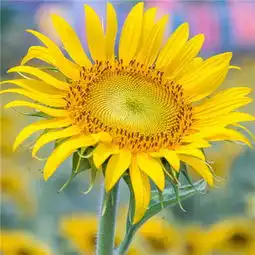 最美花草图片头像微信头像2018唯美风景头像图片微信头像
