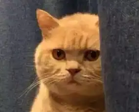 猫的胡须千万别丢,能给你招财
