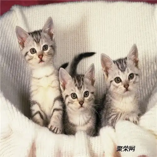 中华田园猫的喂养方法
