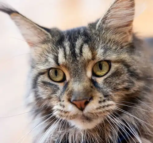 北京这几家猫咖,超治愈,让你实现吸猫自由
