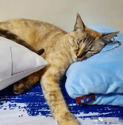因嫌弃猫咪太闹腾,主人将自己关了起来,网友这就是猫奴的素养
