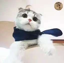 一波折耳可萌可头像哟
