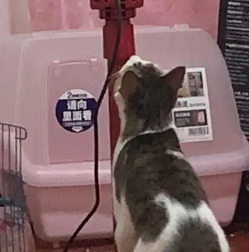 我家两只猫,领养4个月了,可是前几天尿在床上不知道是哪只,今天把屎拉在被子上,怎么办
