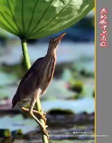 我的眼中只有你黄苇鳽
