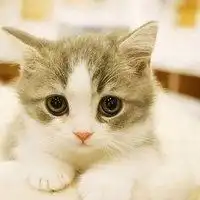 萌宠头像猫咪呆萌卡通微信头像图片大全
