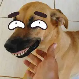 老远看到大黄狗冲着自己谄媚的笑,走近一看解开疑惑,笑出眼泪
