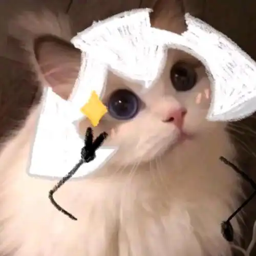 猫咪光遇头像
