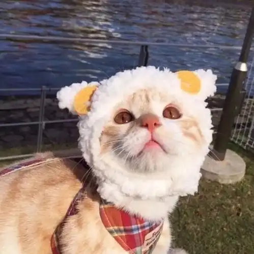 可爱沙雕宠物头像
