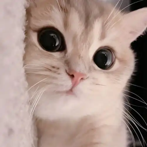 可爱头像分享10猫咪
