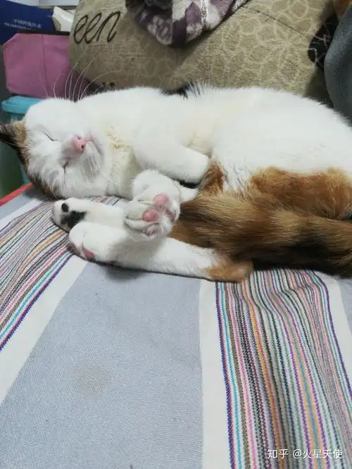 猫黏着我,媳妇吃醋怎么办
