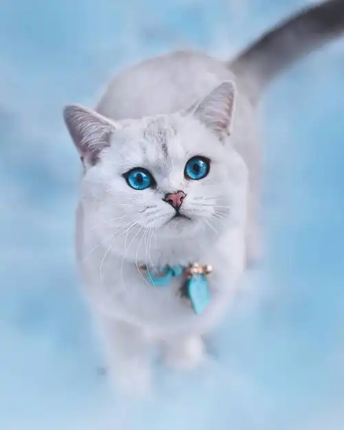 图怀化全国发货也可视频挑选猫咪怀化宠物猫怀化列表网
