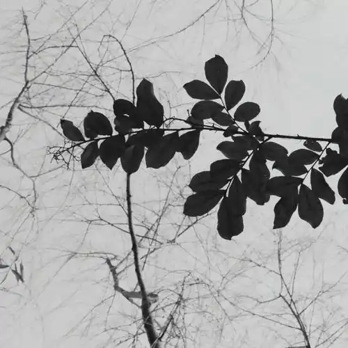 极简西科当单色调遇上西科美景
