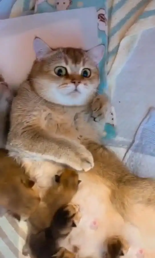 猫咪生了一窝崽在喂奶,女子推门进去却笑了你这是啥表情呀
