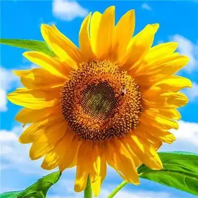 微信头像能带来好运的微信头像图片
