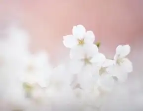 出生时辰的意义,亥时出生的十二生肖的命运
