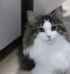 猫咪寿命排行榜挪威森林猫夺冠,狸花猫重回第二
