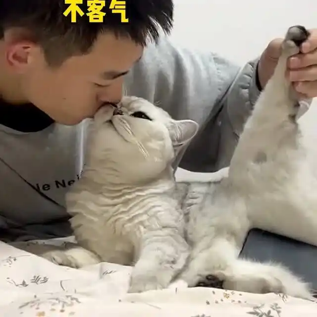 找男人千万别找养猫的,分分钟跟你争宠,能写一部宫斗戏了

