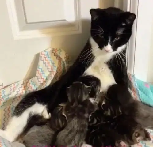 天生残疾的小猫咪渴望和大家一起玩,它抱着主人妈妈,我和大家不一样吗
