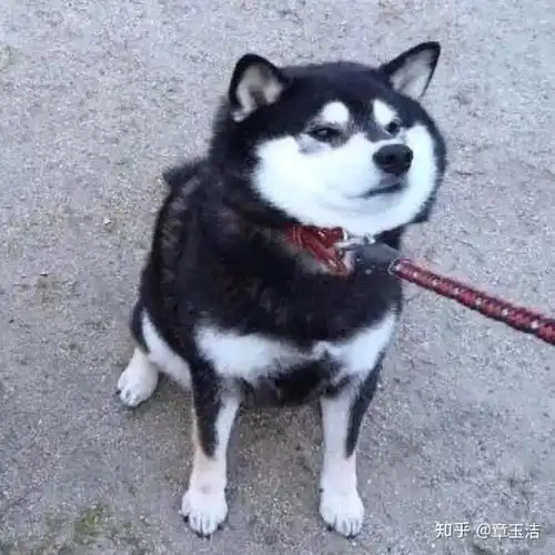 为什么有些人不招狗喜欢
