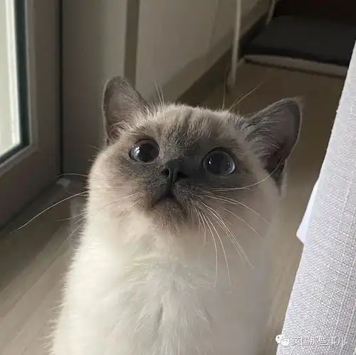 小猫咪竟有两幅面孔小天使和小恶魔无缝切换的喵也太可爱了吧
