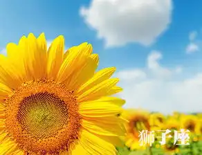 一花一世界,十二星座之幸运花
