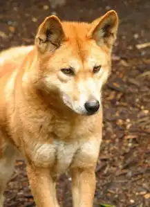 俗语男怕孤女怕寡,狼怕托狗怕摸,这意思指的是啥
