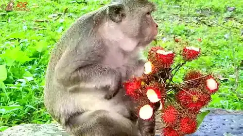 这只小猴子吃水果的样子好可爱,简直萌翻了
