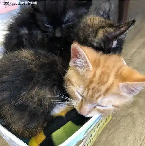 13只流浪猫挤在小笼子里,女子不忍它们受苦,带回家后还生了小猫
