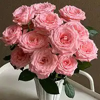 花加鲜花绿植flowerplus花加山东四川国产大芍药鲜切水养花束送女友同城送鲜花多少钱
