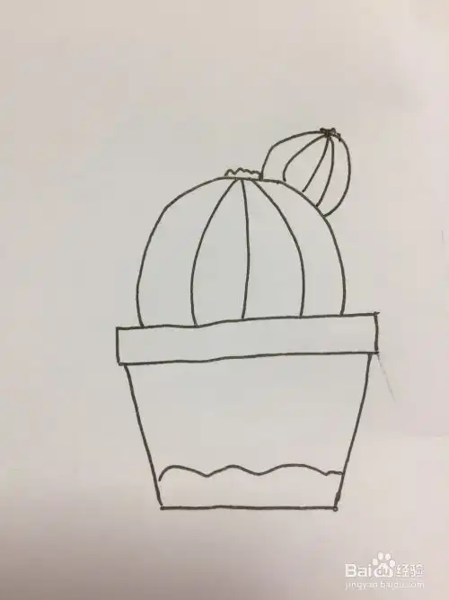 仙人球的简笔画
